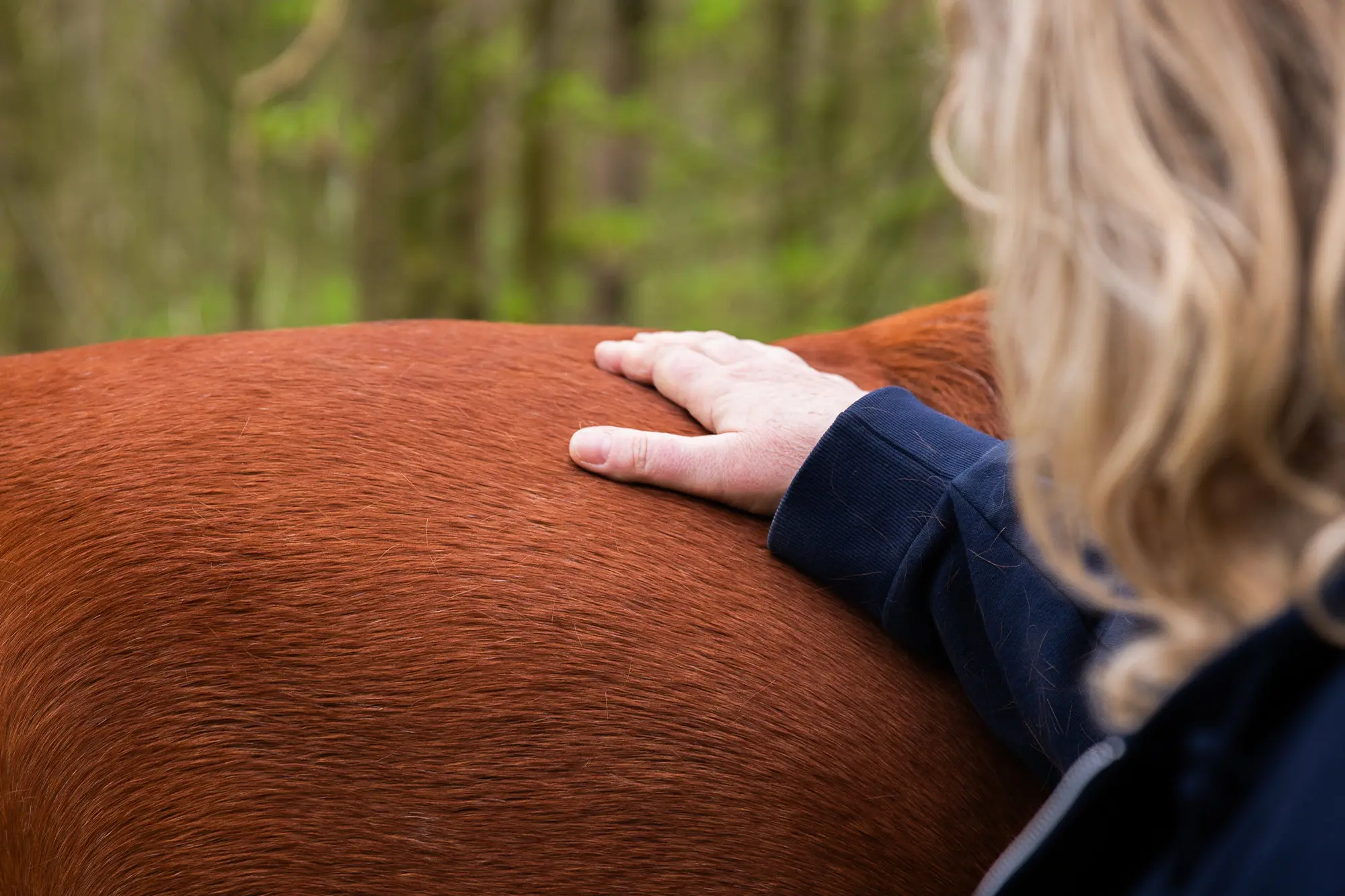 hand op paard